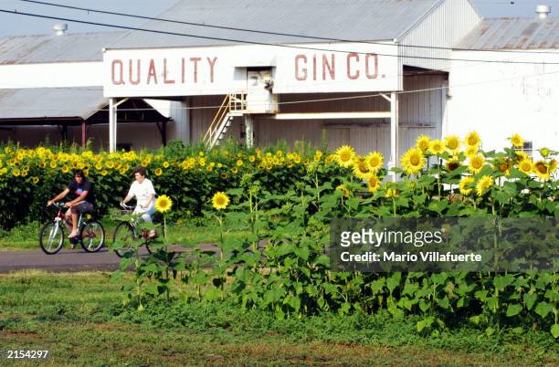 Morning cyclists ride along "Sunflower Trail" July 11, 2003 in Belcher, Louisiana. The trail stretches for 20 miles north from Shreveport, Louisiana,...