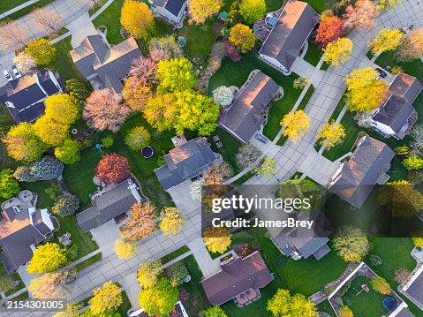 Looking down on spring trees Looking down on spring trees