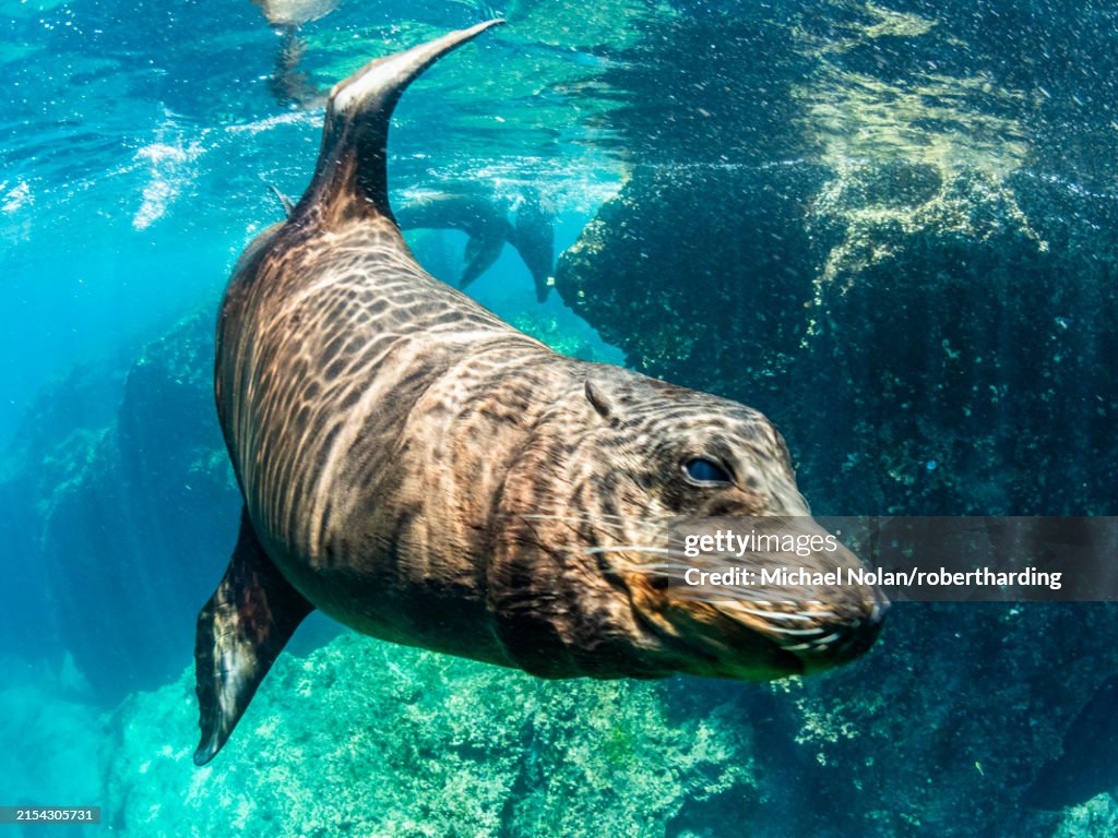 Adult male Galapagos sea lion (Zalophus wollebaeki), underwater on Santiago Island, Galapagos Islands, UNESCO World Heritage Site, Ecuador, South America
