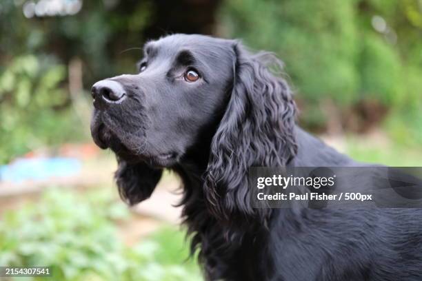 close-up of cocker spaniel,united kingdom,uk - cocker spaniel stock pictures, royalty-free photos & images