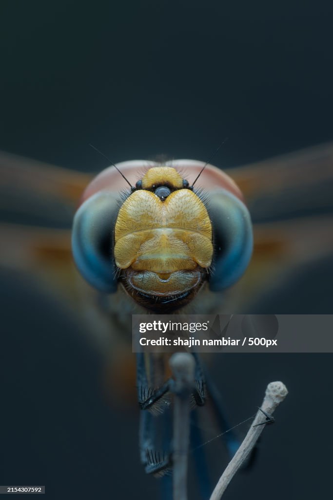 Close-up of insect