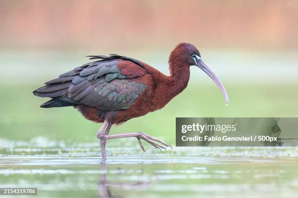 close-up of ibis in lake - glossy ibis stock pictures, royalty-free photos & images