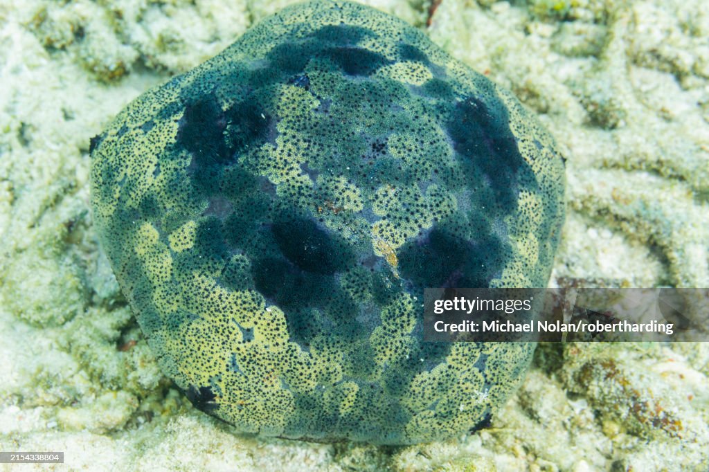 Pillow cushion star (Culcita novaeguineae), in the shallow rubble off Kri Island, Raja Ampat, Indonesia, Southeast Asia, Asia