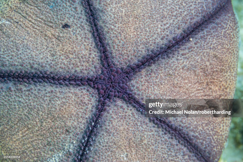 Pillow cushion star (Culcita novaeguineae), in the shallow rubble off Kri Island, Raja Ampat, Indonesia, Southeast Asia, Asia