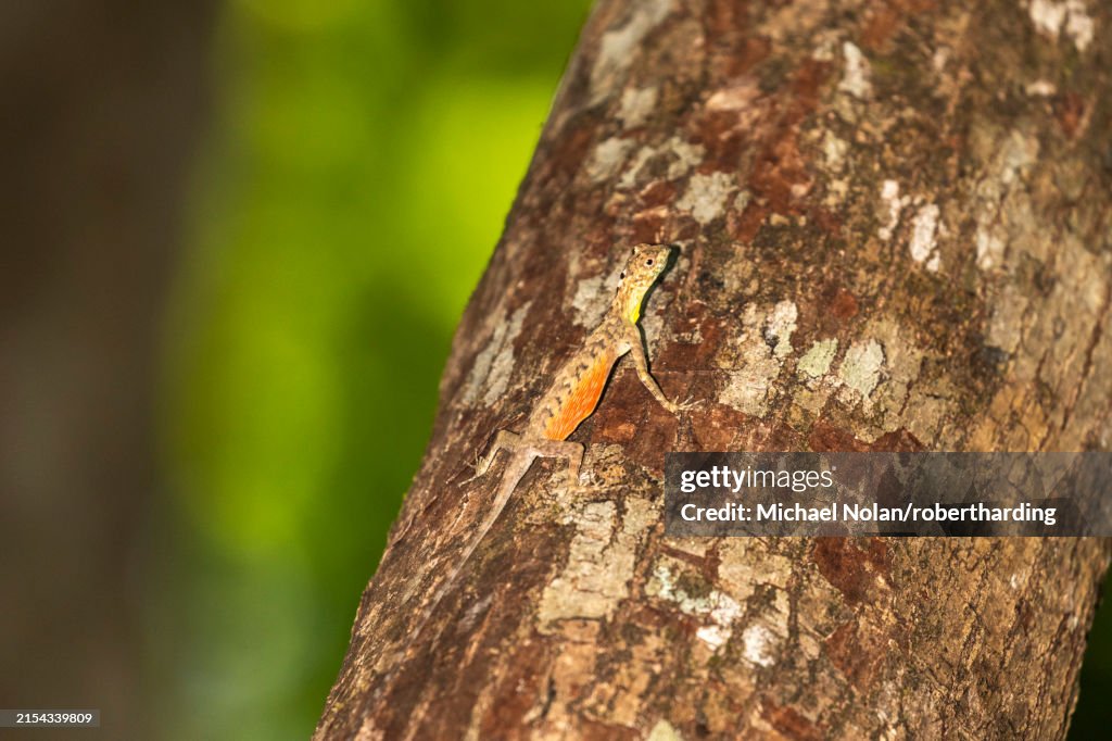 A flying dragon, Draco spp, an arboreal insectivore agamid lizard in Tangkoko Batuangus Nature Reserve, Sulawesi, Indonesia, Southeast Asia, Asia