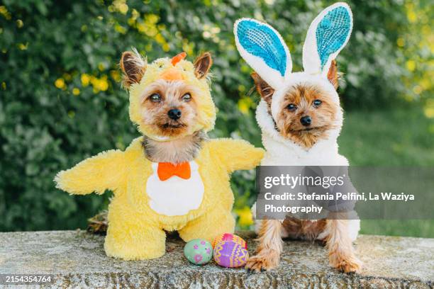two dogs in chicken and bunny costumes - easter animals stock pictures, royalty-free photos & images