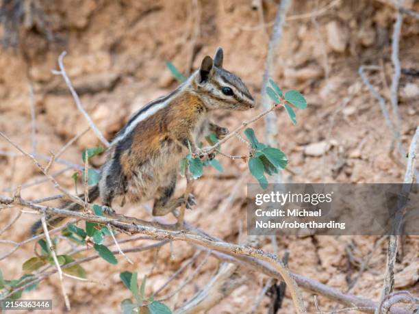 Uinta Cook 12 Uinta Chipmunk Stock Photos, High-Res Pictures, and Images - Getty ...