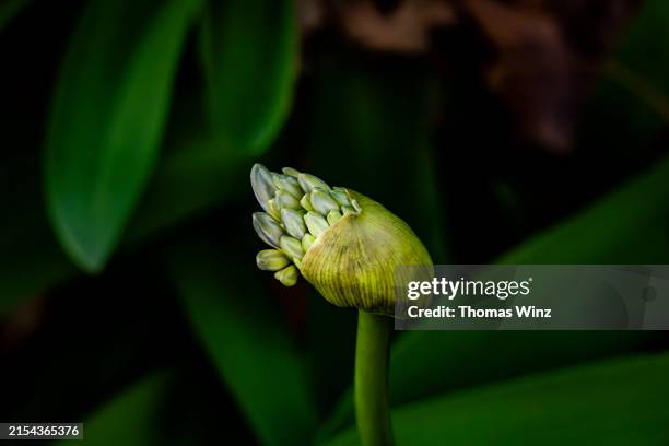 agapanthus flower bud - african lily stock pictures, royalty-free photos & images