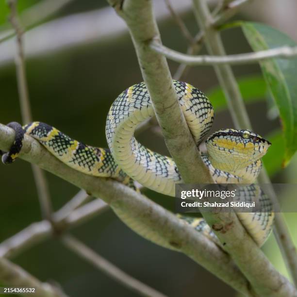 66 Python Pit Stock Photos, High-Res Pictures, and Images - Getty Images
