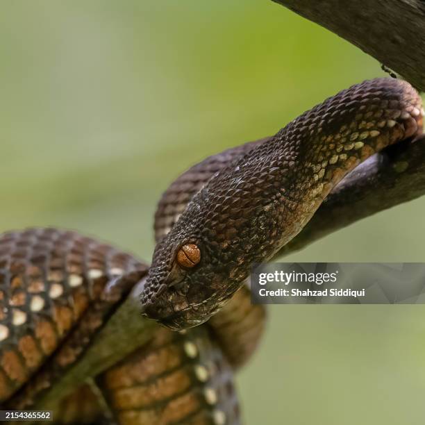 1,163 Amphibious Snake Stock Photos, High-Res Pictures, and Images ...