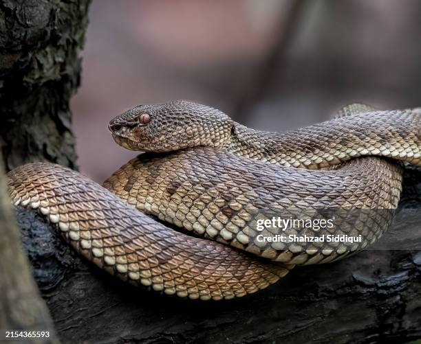 mangrove pit viper or shore pit viper - snake eyes dice stock pictures, royalty-free photos & images