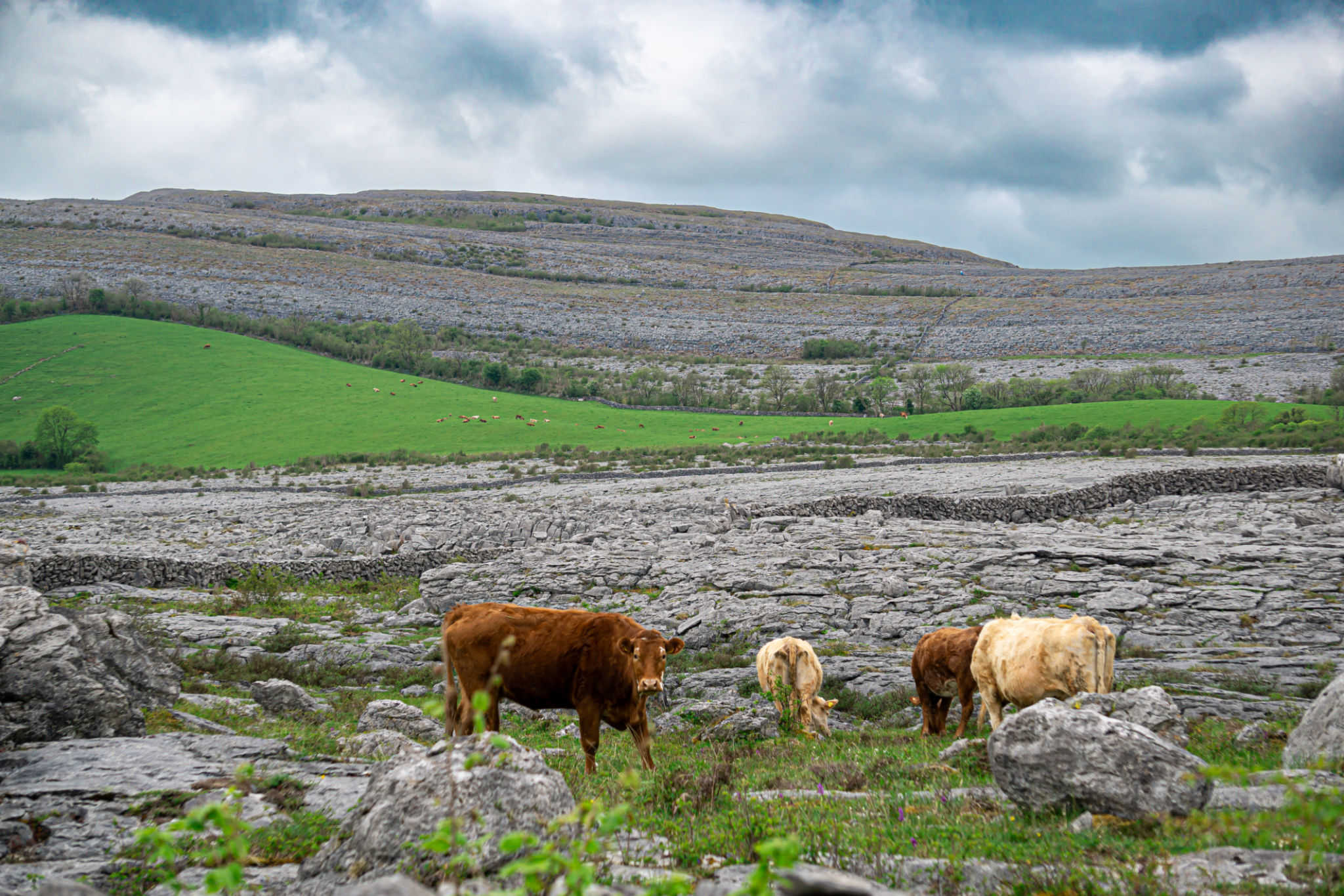 Group of cows at The Burren geopark in County Clare, Ireland Group of cows at The Burren geopark in County Clare, Ireland
