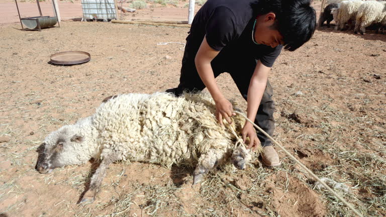 Sheep Roping 280 Boys Wrestling Stock Videos, Footage, & 4K Video Clips - Getty Images
