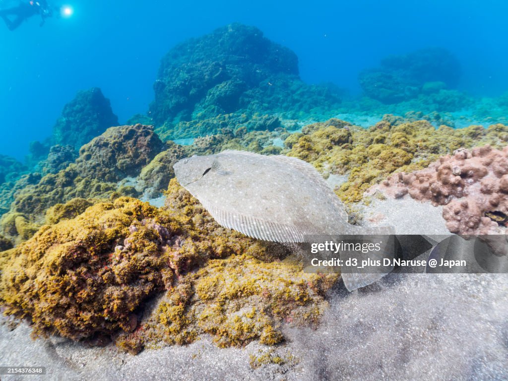 A large, beautiful Bastard Halibut, Olive Flounder (Paralichthys olivaceus) that dives in the sand and mimics perfectly.
Hirizohama beach, by ferry from Nakagi, Minami-Izu-cho, Izu Peninsula, Shizuoka Prefecture, Japan. - summer, 2022.