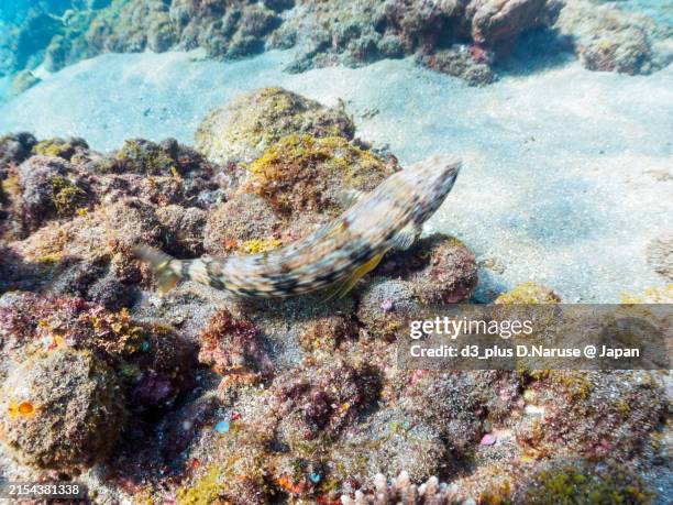 Ulae Fish 452 Lizard Fish Stock Photos, High-Res Pictures, and Images - Getty Images