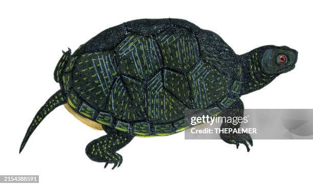 alligator snapping turtle - complete works by buffon 1830 - snapping turtle stock illustrations