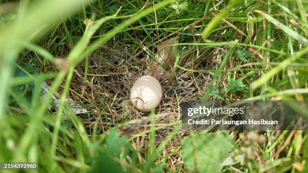 a white chicken egg in a grass nest - easter nest stock pictures, royalty-free photos & images