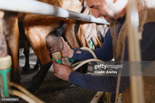 bauer melkt seine ziegen mit hilfe einer maschine - ziegenmilch stock-fotos und bilder