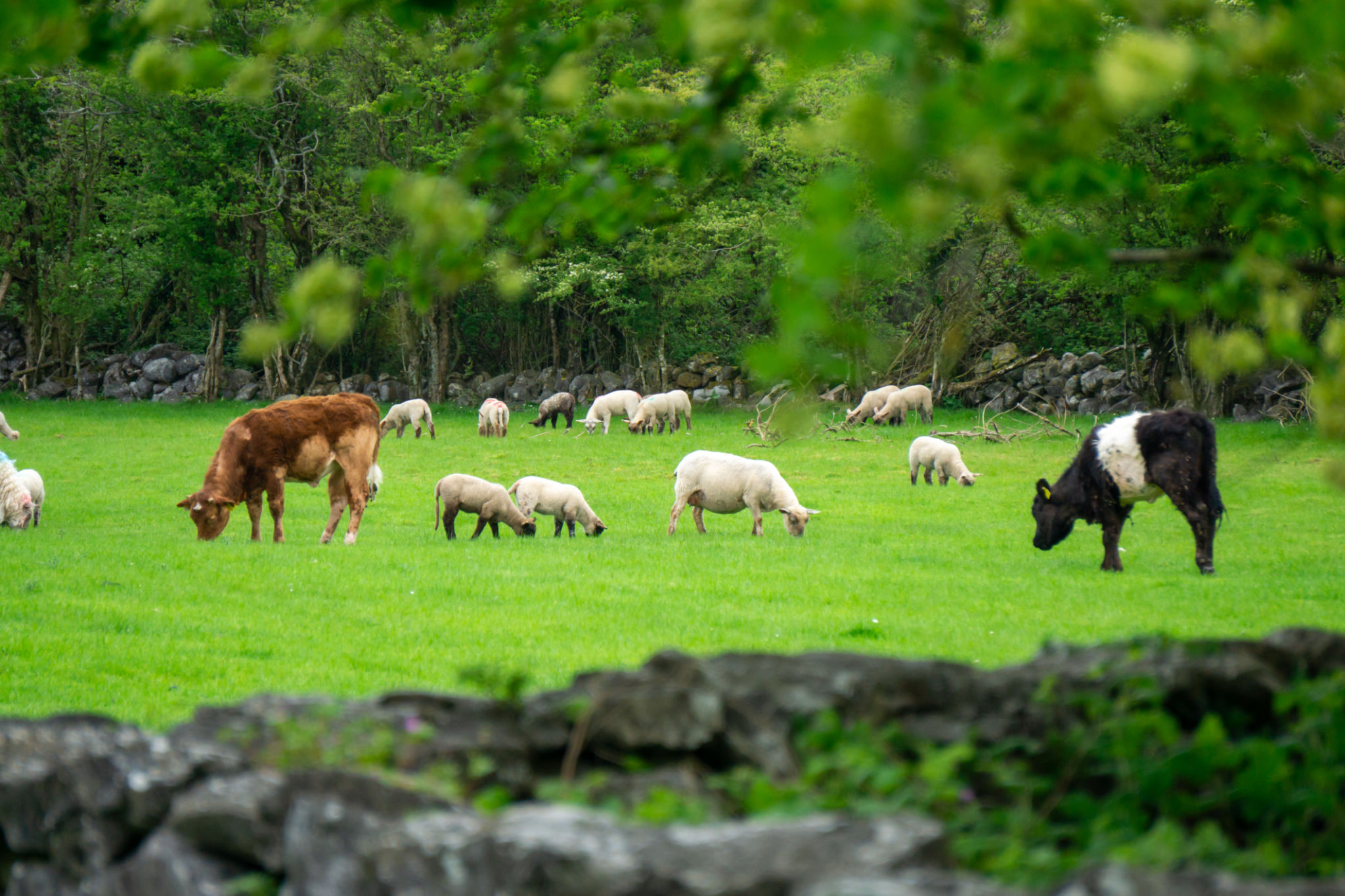 Farm animals, cows, sheeps, in county Clare, Ireland Farm animals, cows, sheeps, in county Clare, Ireland