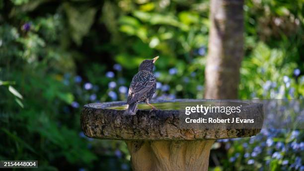 starling stood on a bird bath - bird stock pictures, royalty-free photos & images