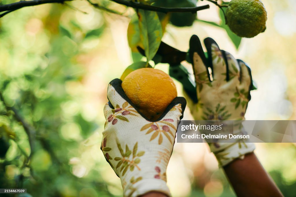 Harvesting Lemons: Hands Picking from Lemon Tree