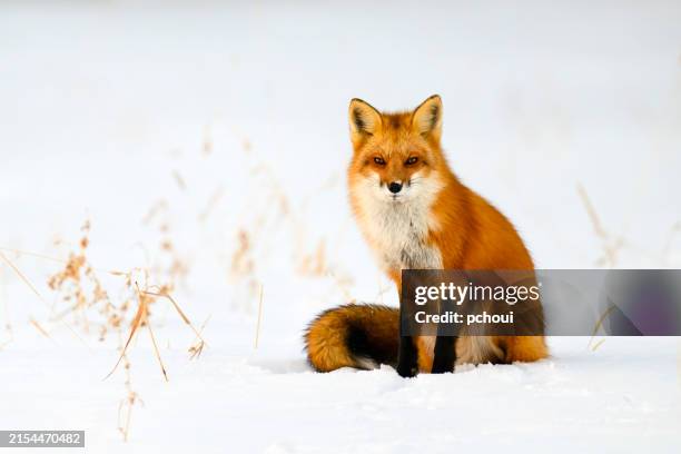 red fox in the wild on snow - fox head stock pictures, royalty-free photos & images