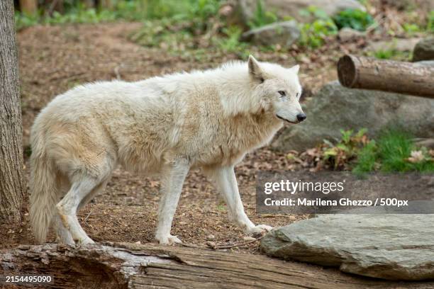 side view of sheep standing on field - grey arctic wolf stock pictures, royalty-free photos & images