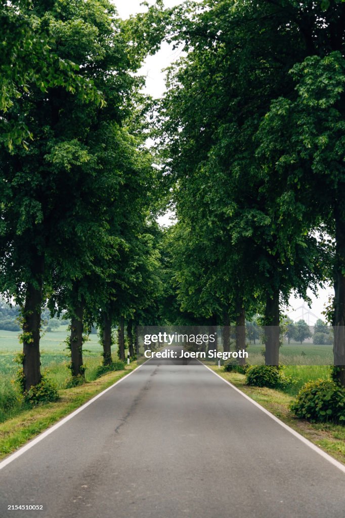 Tree-Lined Avenue in the Countryside