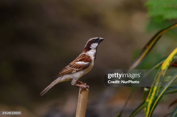 The house sparrow is a bird of the sparrow family Passeridae. It is strongly associated with human habitation and can live in urban or rural...