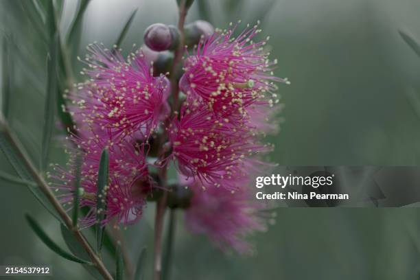 pink champagne bottlebrush - callistemon - native plant stock pictures, royalty-free photos & images