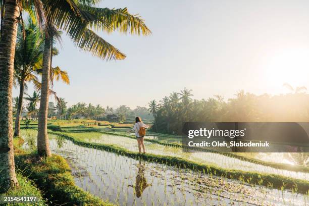 woman on tegallalang rice field on bali, indonesia - erlebnisurlaub stock-fotos und bilder