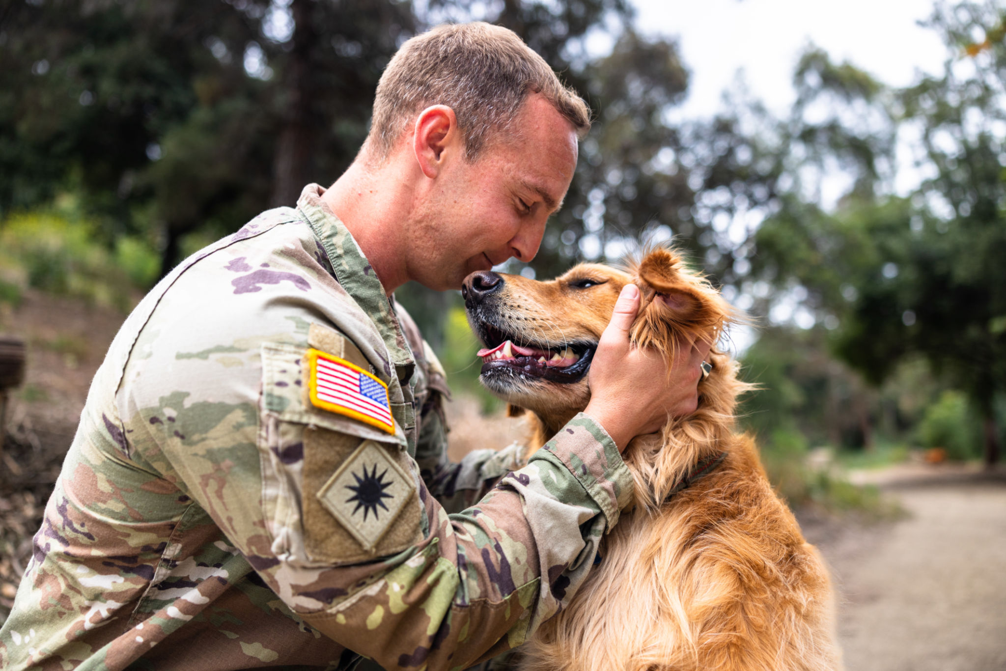 veteran dog