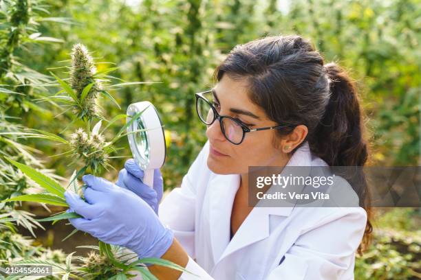 close up view of caucasian scientist working at a cannabis plantation - cannabidiol stock pictures, royalty-free photos & images