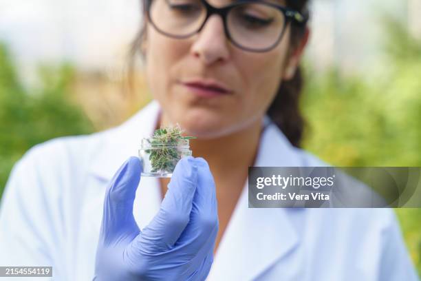 close up view of caucasian scientist working at a cannabis plantation - cannabidiol stock pictures, royalty-free photos & images