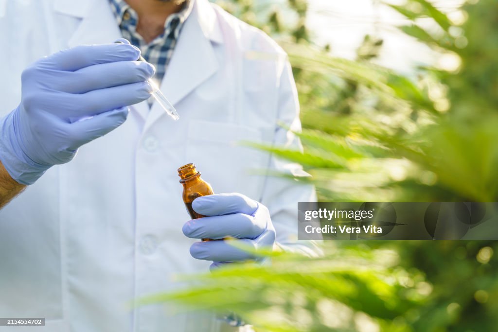 Close up view of scientist working at a cannabis plantation with pipette at greenhouse