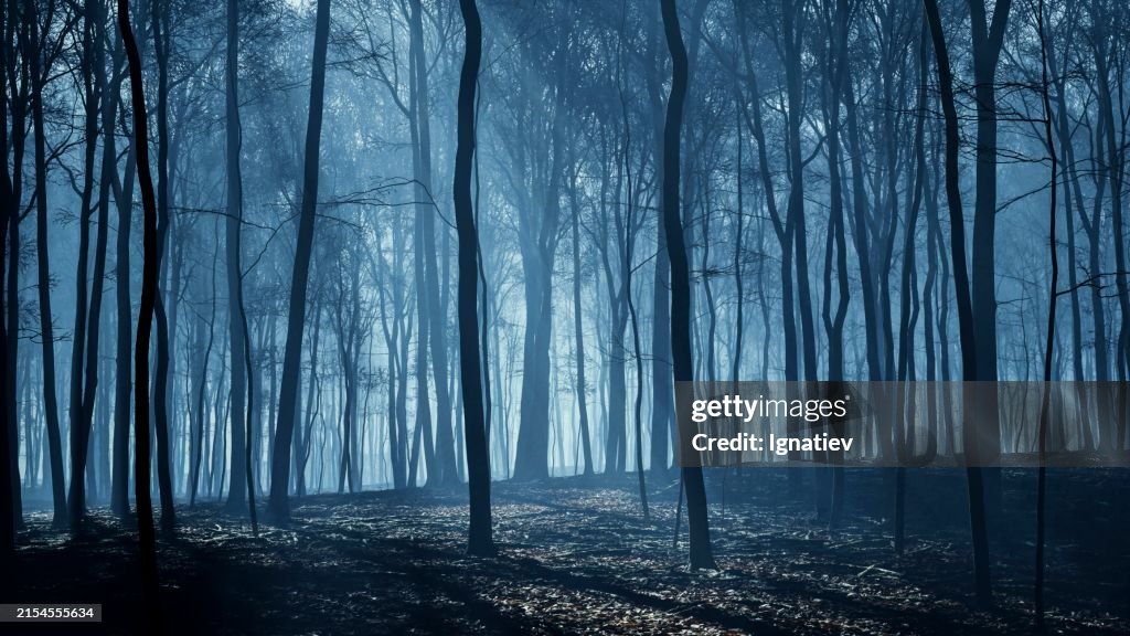 Mondstrahlen hüllten den Abendwald in einen gespenstischen Glanz