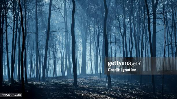 los rayos de la luna cubrían el bosque nocturno con un brillo espectral - temor fotografías e imágenes de stock