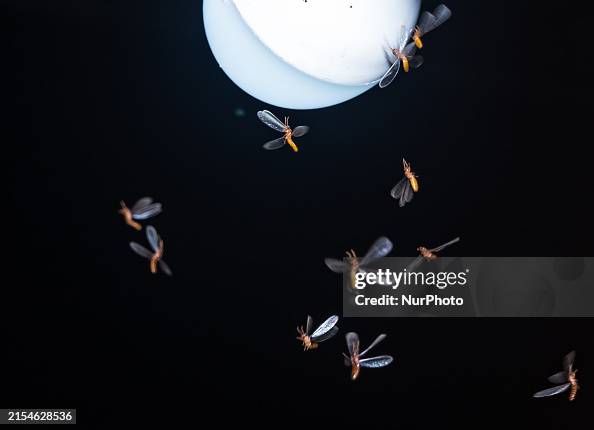 Alates Insect Winged termites, also known as alates, are attracted to light and are ...