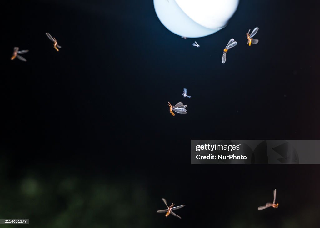 Alates Insect Winged termites, also known as alates, are attracted to light and are ...