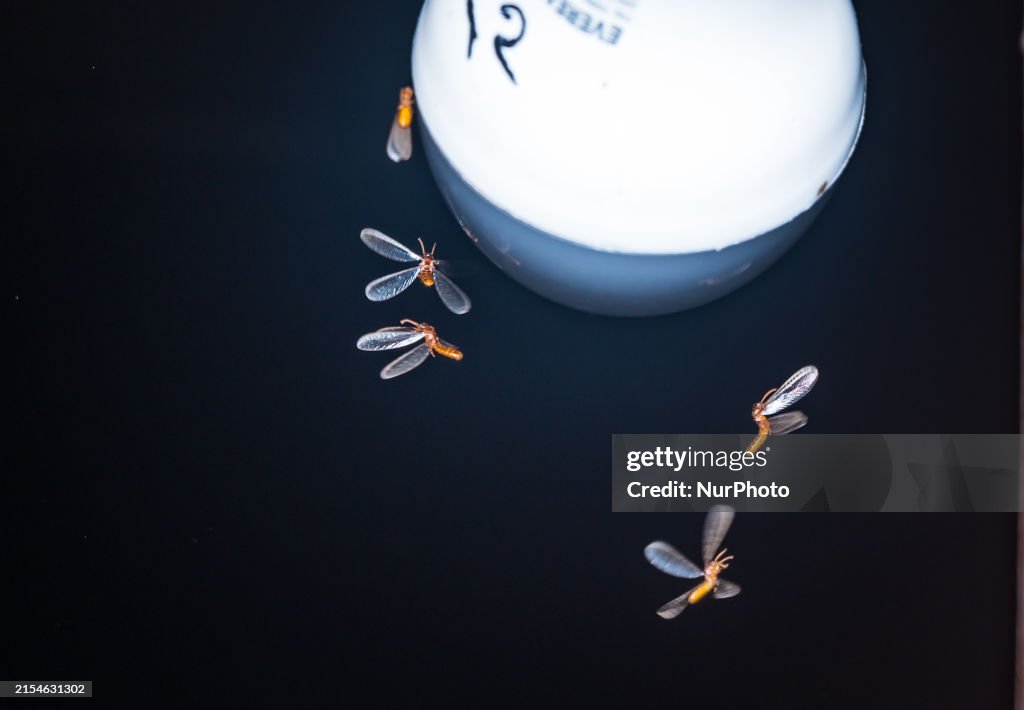 Alates Insect Winged termites, also known as alates, are attracted to light and are ...