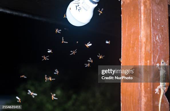 Alates Insect Winged termites, also known as alates, are attracted to light and are ...