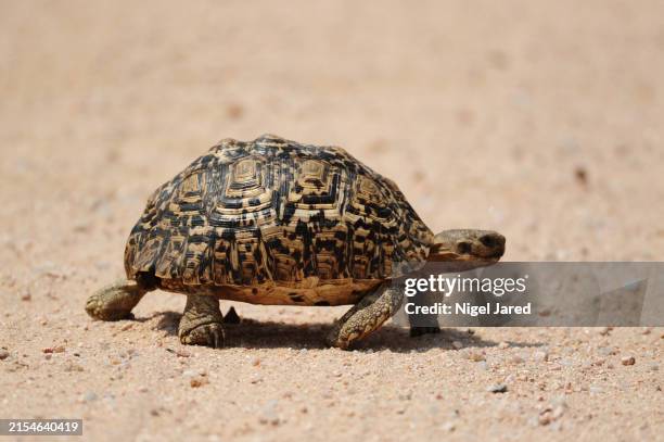 tortoise crossing dirt road at the kruger national park - turtle walking stock pictures, royalty-free photos & images