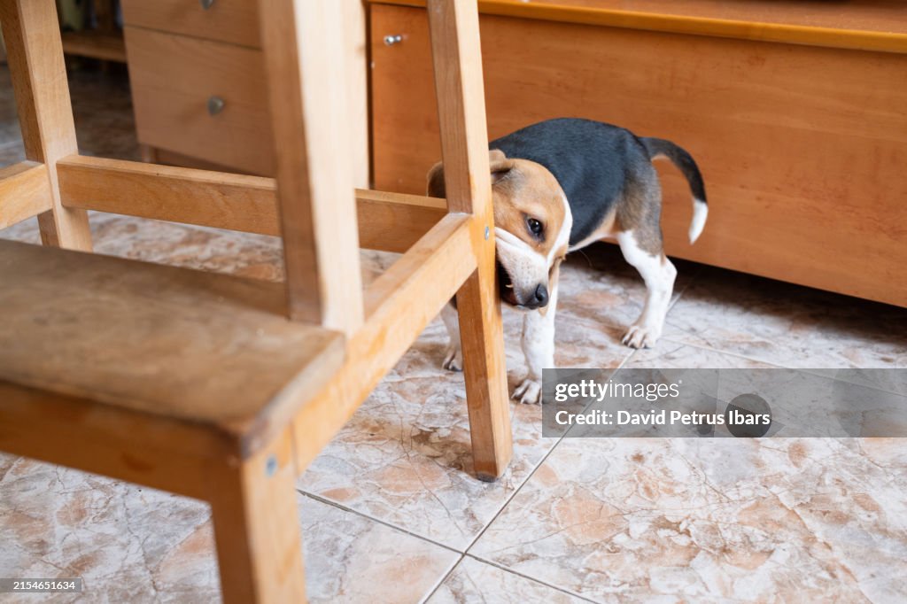 Beagle puppy dog chewing and breaking wooden furniture in home