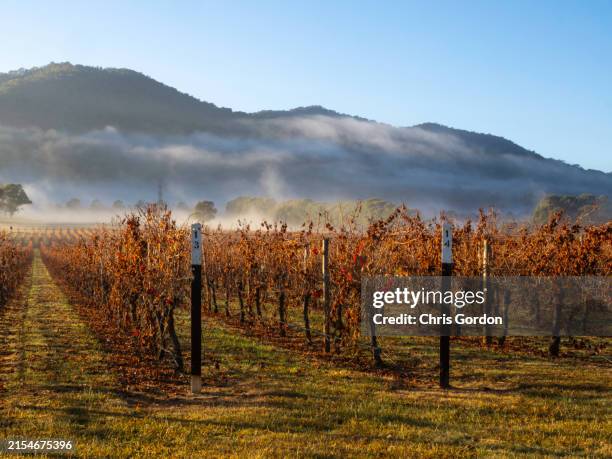 foggy morning light on autumn vineyard - victoria australia stock pictures, royalty-free photos & images