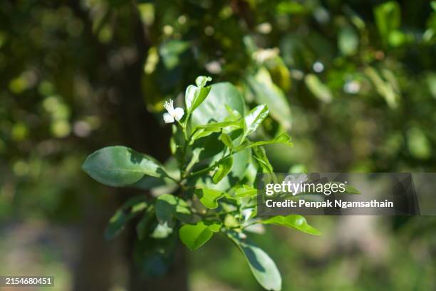 white flower orange fruit tree - bergamot orange flower stock pictures, royalty-free photos & images