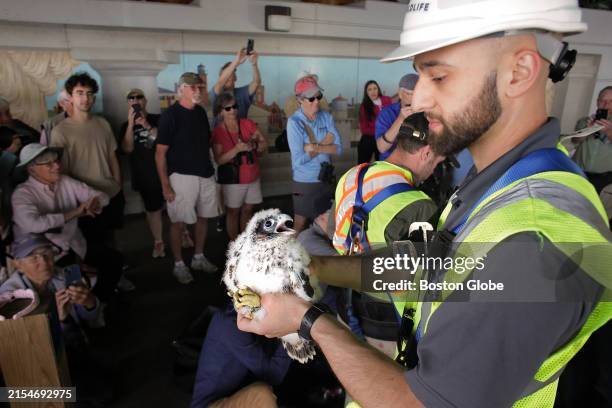 Newburyport, MA A falcon chick looks up at Tim McGuire, a MassWildlife endangered species review biologist. MassWildlife biologists tagged three...
