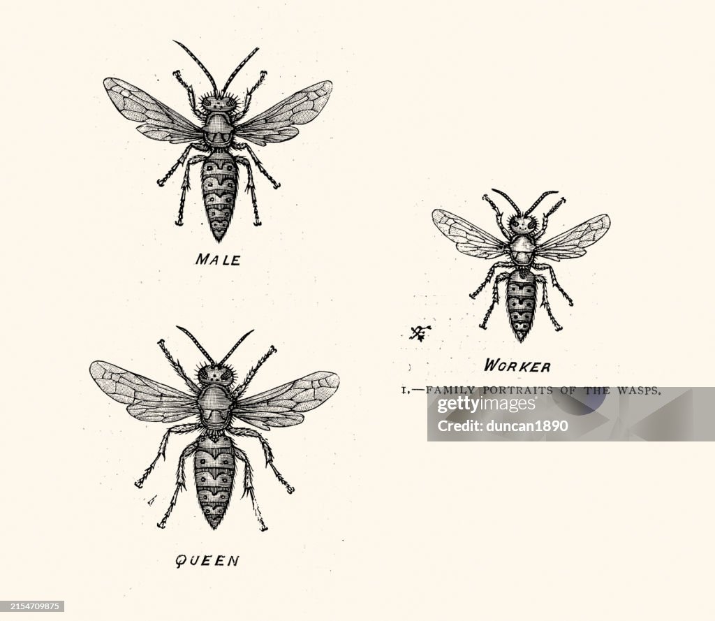 Worker Insects Wasps Male Queen And Worker Insects Nature Vintage Illustration High ...