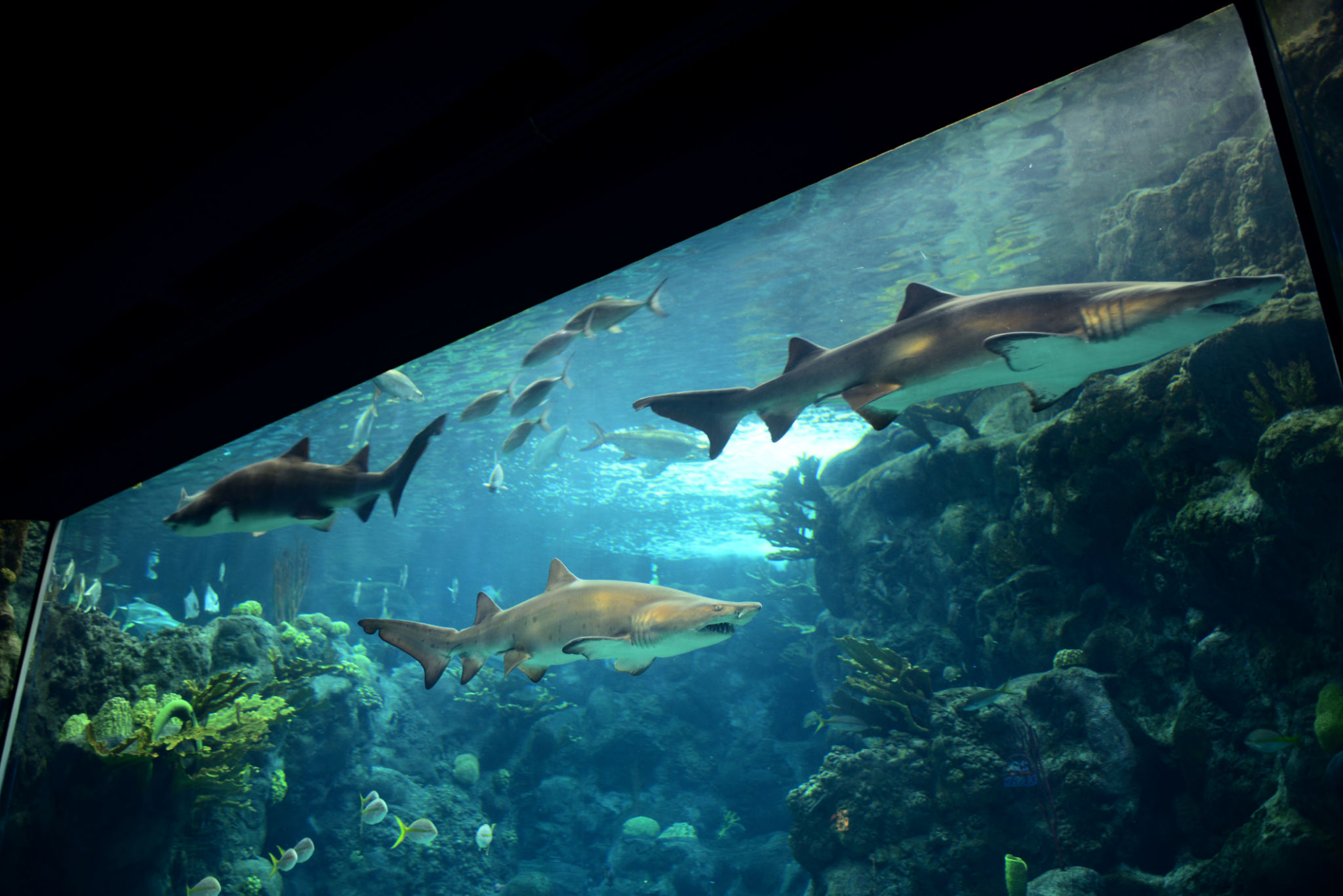 scuba diving Tampa Bay