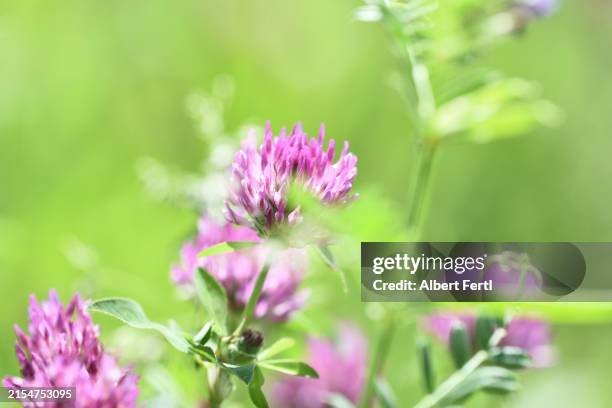 red clover - clover sprouts stock pictures, royalty-free photos & images