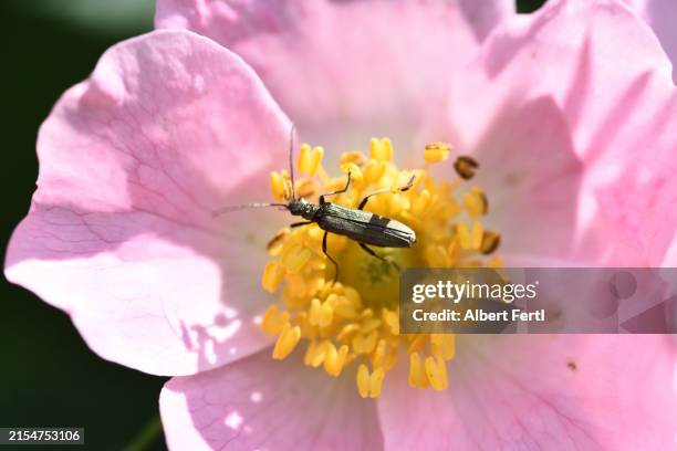wild rose with a beetle - escarabajo-de-cuerno-largo fotografías e imágenes de stock